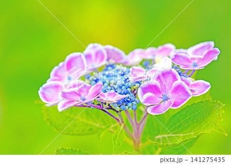家の周りの草花 四季の色々 梅雨の頃 近くのアジサイ園の木々が赤や紫色に彩られています 家の周りの草花 四季の色々 梅雨の頃 近くのアジサイ園の木々が赤や紫色に彩られています 141275435