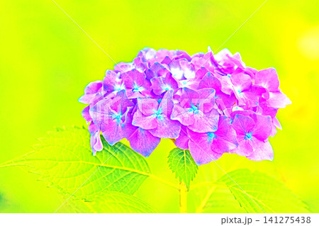家の周りの草花　四季の色々　梅雨の頃　近くのアジサイ園の木々が赤や紫色に彩られています 141275438