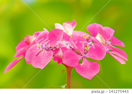 家の周りの草花 四季の色々 梅雨の頃 近くのアジサイ園の木々が赤や紫色に彩られています 家の周りの草花 四季の色々 梅雨の頃 近くのアジサイ園の木々が赤や紫色に彩られています 141275443