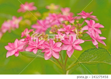 家の周りの草花　四季の色々　梅雨の頃　近くのアジサイ園の木々が赤や紫色に彩られています 141275458