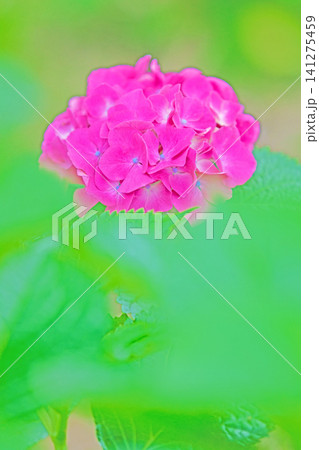 家の周りの草花　四季の色々　梅雨の頃　近くのアジサイ園の木々が赤や紫色に彩られています 141275459