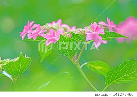 家の周りの草花 四季の色々 梅雨の頃 近くのアジサイ園の木々が赤や紫色に彩られています 家の周りの草花 四季の色々 梅雨の頃 近くのアジサイ園の木々が赤や紫色に彩られています 141275466