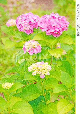家の周りの草花 四季の色々 梅雨の頃 近くのアジサイ園の木々が赤や紫色に彩られています 家の周りの草花 四季の色々 梅雨の頃 近くのアジサイ園の木々が赤や紫色に彩られています 141275480