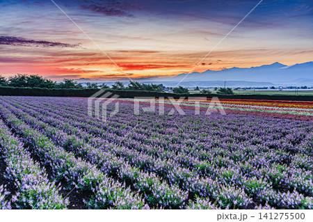 十勝岳連峰を望む美しい朝の光に包まれた北海道富良野の満開のラベンダーと花畑 十勝岳連峰を望む美しい朝の光に包まれた北海道富良野の満開のラベンダーと花畑 141275500