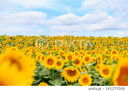 黄色い絨毯のように大地を染める満開のひまわりと美しい初夏の雲と青空 黄色い絨毯のように大地を染める満開のひまわりと美しい初夏の雲と青空 141275508