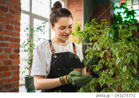 Running of own business. Woman florist wearing apron taking care of green plants in botanical store. Happy small business owner working at flower shop standing surrounded by plants. Small business Running of own business. Woman florist wearing apron taking care of green plants in botanical store. Happy small business owner working at flower shop standing surrounded by plants. Small business 141275772