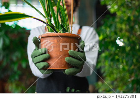 Gardening and agriculture. Florist farm worker hands holding plant in pot in botanical store. Small business owner gardener planting flowers working at flower shop surrounded by plants. Small business Gardening and agriculture. Florist farm worker hands holding plant in pot in botanical store. Small business owner gardener planting flowers working at flower shop surrounded by plants. Small business 141275801