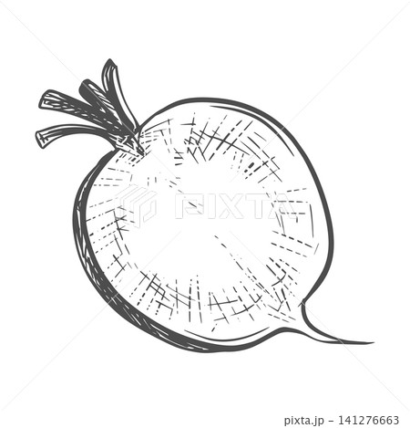 A sketch of radishes lying on a table. Vector illustration of the vegetable in an engraving style. The whole root vegetable with leaves is depicted on a white background. Hand-drawn, imitating etching A sketch of radishes lying on a table. Vector illustration of the vegetable in an engraving style. The whole root vegetable with leaves is depicted on a white background. Hand-drawn, imitating etching 141276663