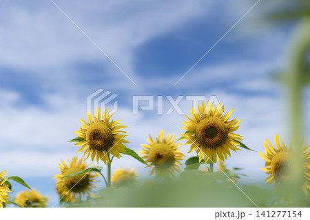 青空に咲く夏のひまわり畑 青空に咲く夏のひまわり畑 141277154