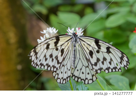 白い花にとまり羽を広げるオオゴマダラ 白い花にとまり羽を広げるオオゴマダラ 141277777