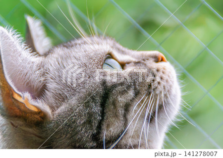 窓から外の景色をじっと見上げるアメリカンショートヘアの猫 141278007