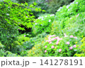 新緑が美しい梅雨のもみじの葉とアジサイのイメージ 141278191