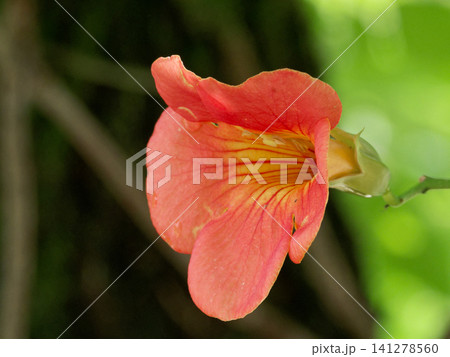 ノウゼンカズラ科ノウゼンカズラの橙色の花 ノウゼンカズラ科ノウゼンカズラの橙色の花 141278560