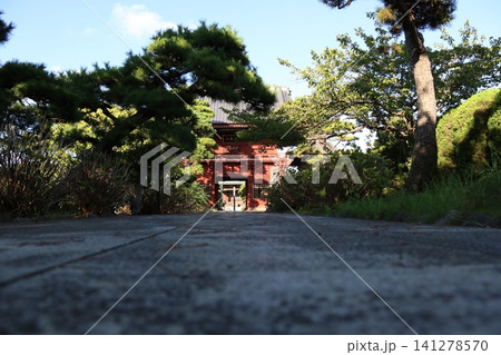 千葉県市川市にある徳願寺の緑豊かな境内と石畳の参道 千葉県市川市にある徳願寺の緑豊かな境内と石畳の参道 141278570