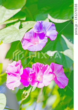 家の周りの草花 四季の色々 夏の頃早朝 庭の木陰に映える セイヨウアサガオの花が咲き始めました 家の周りの草花 四季の色々 夏の頃早朝 庭の木陰に映える セイヨウアサガオの花が咲き始めました 141278598