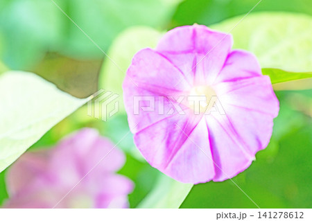家の周りの草花 四季の色々 夏の頃早朝 庭の木陰に映える セイヨウアサガオの花が咲き始めました 家の周りの草花 四季の色々 夏の頃早朝 庭の木陰に映える セイヨウアサガオの花が咲き始めました 141278612