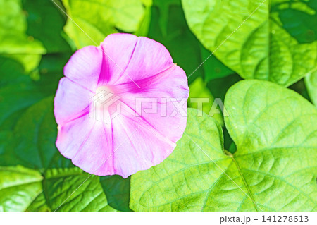 家の周りの草花 四季の色々 夏の頃早朝 庭の木陰に映える セイヨウアサガオの花が咲き始めました 家の周りの草花 四季の色々 夏の頃早朝 庭の木陰に映える セイヨウアサガオの花が咲き始めました 141278613