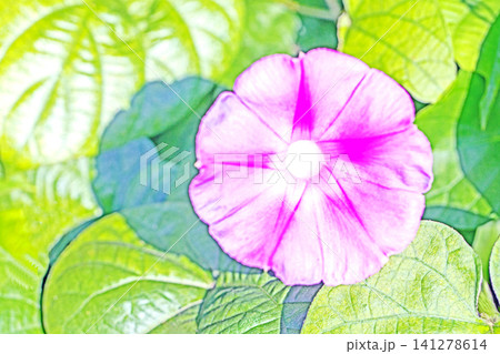 家の周りの草花 四季の色々 夏の頃早朝 庭の木陰に映える セイヨウアサガオの花が咲き始めました 家の周りの草花 四季の色々 夏の頃早朝 庭の木陰に映える セイヨウアサガオの花が咲き始めました 141278614