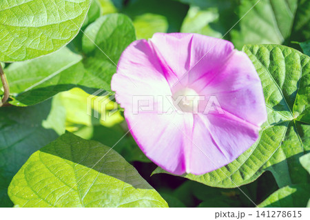家の周りの草花　四季の色々　夏の頃早朝　庭の木陰に映える　セイヨウアサガオの花が咲き始めました 141278615