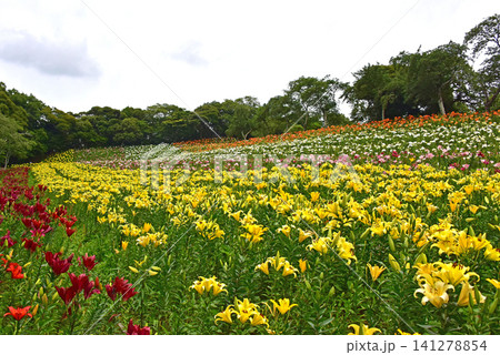 静岡県 可睡ゆりの園 一面のゆりの花 静岡県 可睡ゆりの園 一面のゆりの花 141278854