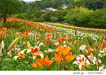 静岡県 可睡ゆりの園 一面のゆりの花 静岡県 可睡ゆりの園 一面のゆりの花 141278861
