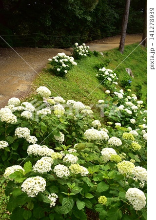 静岡県 可睡ゆりの園 紫陽花の小径 静岡県 可睡ゆりの園 紫陽花の小径 141278939