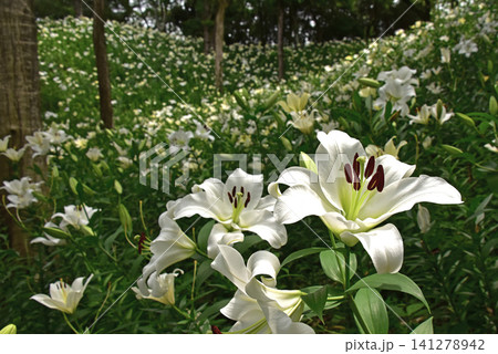 静岡県　可睡ゆりの園　一面のゆりの花 141278942