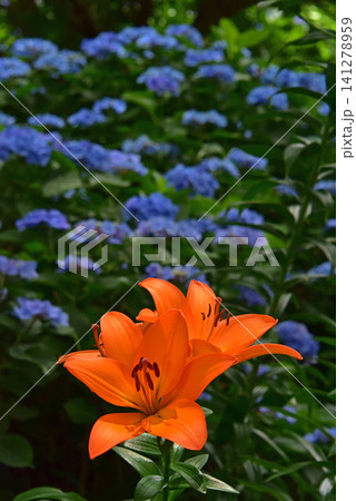 静岡県 可睡ゆりの園 ゆりと紫陽花 静岡県 可睡ゆりの園 ゆりと紫陽花 141278959