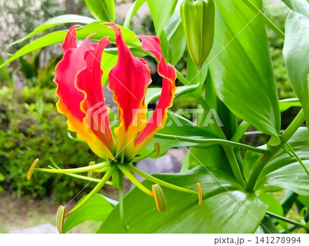 開花したグロリオサ 炎のような赤い花 開花したグロリオサ 炎のような赤い花 141278994
