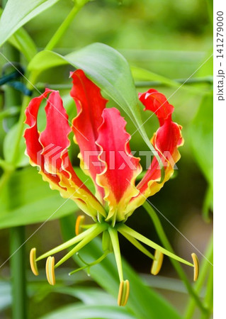 開花したグロリオサ 炎のような赤い花 開花したグロリオサ 炎のような赤い花 141279000