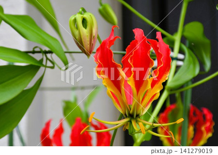 開花したグロリオサ 炎のような赤い花 開花したグロリオサ 炎のような赤い花 141279019