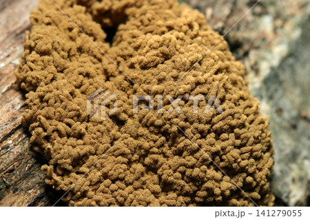 クヌギの倒木にコロニーを形成するキウツボホコリ変形菌アップ(日本自然菌・キノコマクロ撮影) クヌギの倒木にコロニーを形成するキウツボホコリ変形菌アップ(日本自然菌・キノコマクロ撮影) 141279055