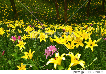 静岡県 可睡ゆりの園 一面のゆりの花 静岡県 可睡ゆりの園 一面のゆりの花 141279093