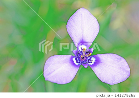家の周りの草花 四季の色々 公園の水辺を美しい色とりどりの花菖蒲の花が彩どりを添えています 家の周りの草花 四季の色々 公園の水辺を美しい色とりどりの花菖蒲の花が彩どりを添えています 141279268