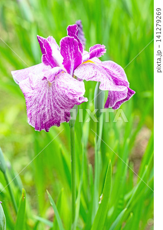 家の周りの草花　四季の色々　公園の水辺を美しい色とりどりの花菖蒲の花が彩どりを添えています 141279269