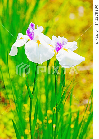 家の周りの草花 四季の色々 公園の水辺を美しい色とりどりの花菖蒲の花が彩どりを添えています 家の周りの草花 四季の色々 公園の水辺を美しい色とりどりの花菖蒲の花が彩どりを添えています 141279290