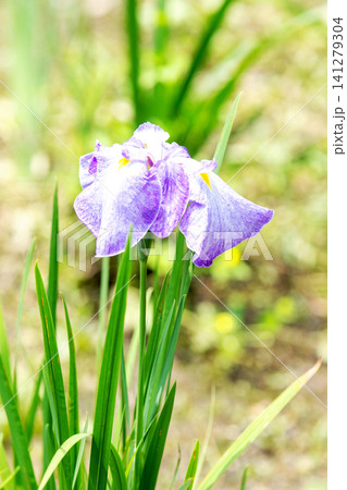家の周りの草花 四季の色々 公園の水辺を美しい色とりどりの花菖蒲の花が彩どりを添えています 家の周りの草花 四季の色々 公園の水辺を美しい色とりどりの花菖蒲の花が彩どりを添えています 141279304