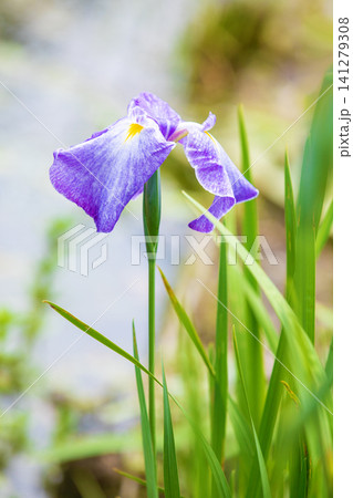 家の周りの草花 四季の色々 公園の水辺を美しい色とりどりの花菖蒲の花が彩どりを添えています 家の周りの草花 四季の色々 公園の水辺を美しい色とりどりの花菖蒲の花が彩どりを添えています 141279308