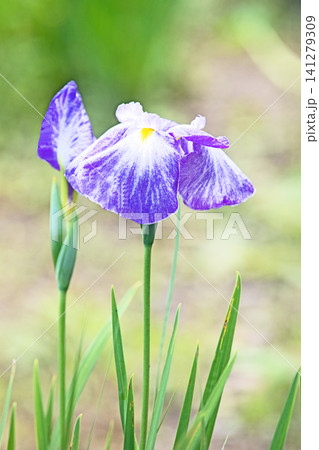 家の周りの草花 四季の色々 公園の水辺を美しい色とりどりの花菖蒲の花が彩どりを添えています 家の周りの草花 四季の色々 公園の水辺を美しい色とりどりの花菖蒲の花が彩どりを添えています 141279309