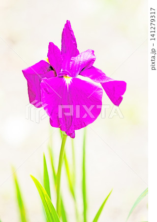 家の周りの草花　四季の色々　公園の水辺を美しい色とりどりの花菖蒲の花が彩どりを添えています 141279317