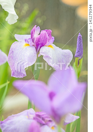 家の周りの草花 四季の色々 公園の水辺を美しい色とりどりの花菖蒲の花が彩どりを添えています 家の周りの草花 四季の色々 公園の水辺を美しい色とりどりの花菖蒲の花が彩どりを添えています 141279344