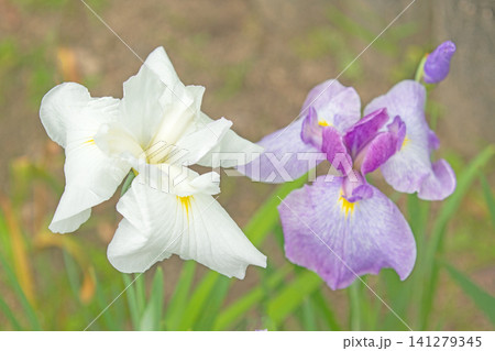 家の周りの草花　四季の色々　公園の水辺を美しい色とりどりの花菖蒲の花が彩どりを添えています 141279345
