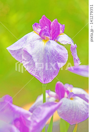 家の周りの草花 四季の色々 公園の水辺を美しい色とりどりの花菖蒲の花が彩どりを添えています 家の周りの草花 四季の色々 公園の水辺を美しい色とりどりの花菖蒲の花が彩どりを添えています 141279351