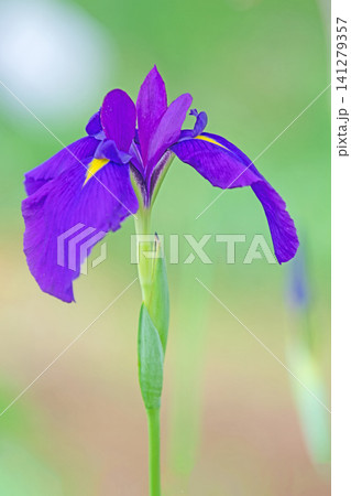 家の周りの草花 四季の色々 公園の水辺を美しい色とりどりの花菖蒲の花が彩どりを添えています 家の周りの草花 四季の色々 公園の水辺を美しい色とりどりの花菖蒲の花が彩どりを添えています 141279357