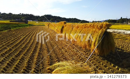 黄金色に輝く稲穂と青空が美しい、実りの秋の田園風景 141279373