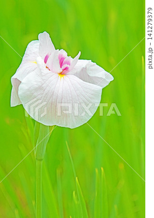 家の周りの草花　四季の色々　公園の水辺を美しい色とりどりの花菖蒲の花が彩どりを添えています 141279379