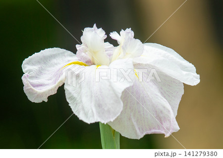 家の周りの草花 四季の色々 公園の水辺を美しい色とりどりの花菖蒲の花が彩どりを添えています 家の周りの草花 四季の色々 公園の水辺を美しい色とりどりの花菖蒲の花が彩どりを添えています 141279380