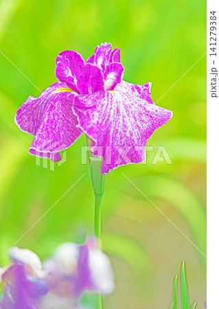 家の周りの草花 四季の色々 公園の水辺を美しい色とりどりの花菖蒲の花が彩どりを添えています 家の周りの草花 四季の色々 公園の水辺を美しい色とりどりの花菖蒲の花が彩どりを添えています 141279384