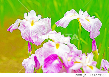 家の周りの草花　四季の色々　公園の水辺を美しい色とりどりの花菖蒲の花が彩どりを添えています 141279388