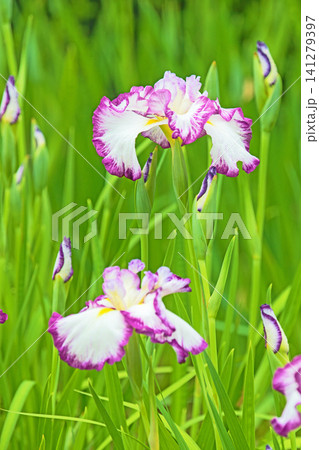 家の周りの草花 四季の色々 公園の水辺を美しい色とりどりの花菖蒲の花が彩どりを添えています 家の周りの草花 四季の色々 公園の水辺を美しい色とりどりの花菖蒲の花が彩どりを添えています 141279397